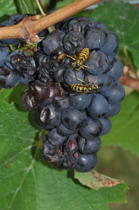 как защитить виноград от ос