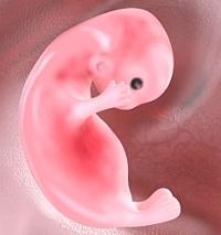 Стадии развития эмбриона человека