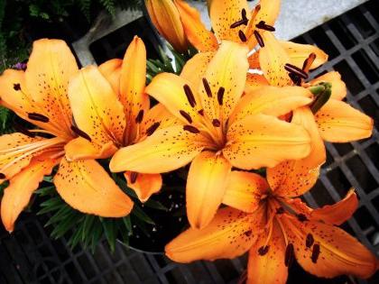 when is it better to transplant lilies