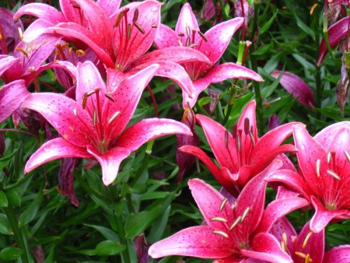 how to transplant lily