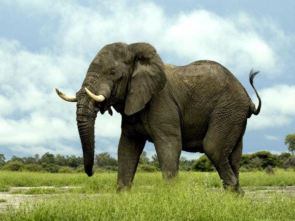 к чему снятся слоны