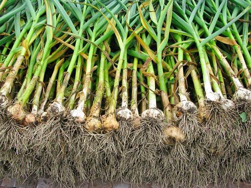 winter garlic diseases