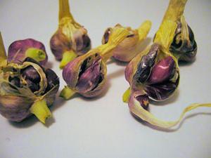 pests and diseases of garlic