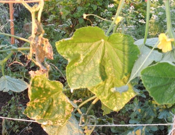 Why do cucumber leaves turn yellow