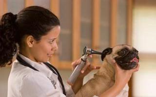 Профессия ветеринарный врач