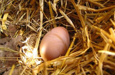 Куры-несушки сколько несут яиц