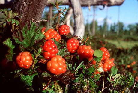 Cloudberries in the forest