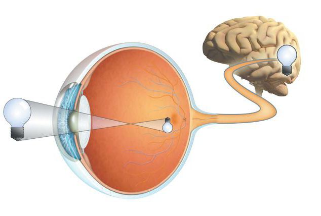 visual irritation analysis occurs in the lens