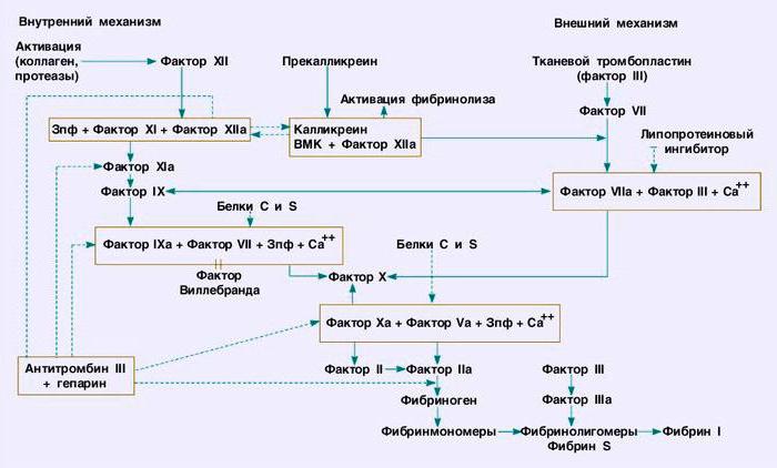 система свертывания крови схема