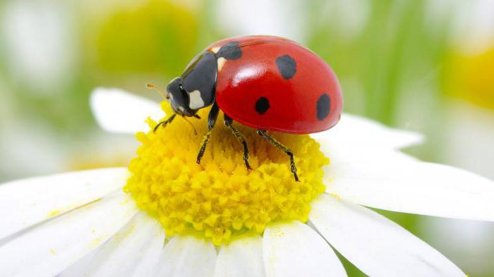 dream book ladybug