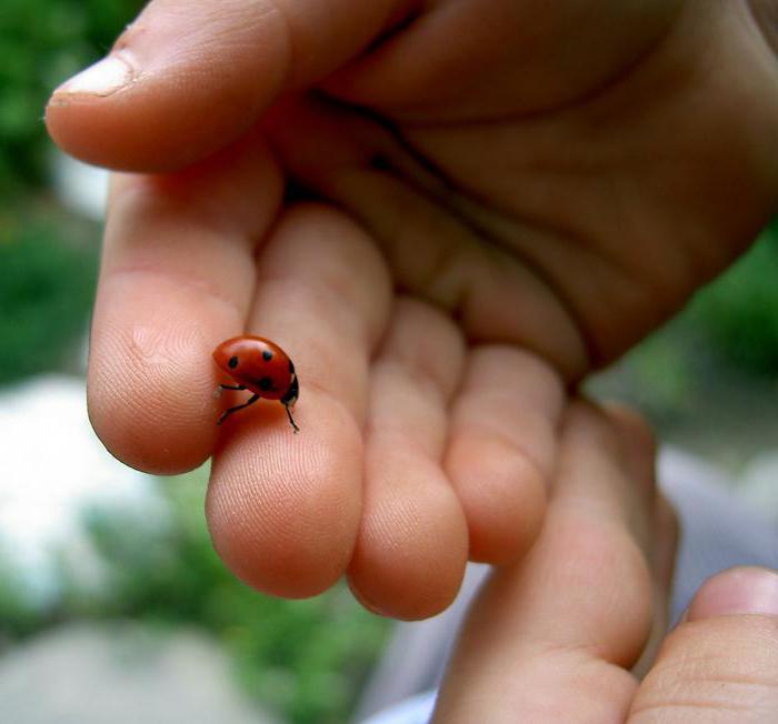 see a ladybug in a dream