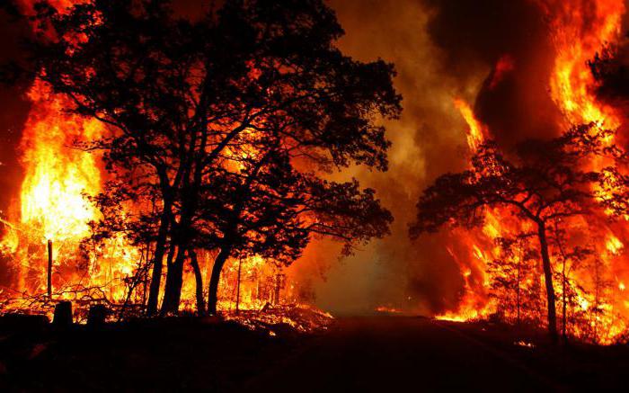 лесные пожары причины