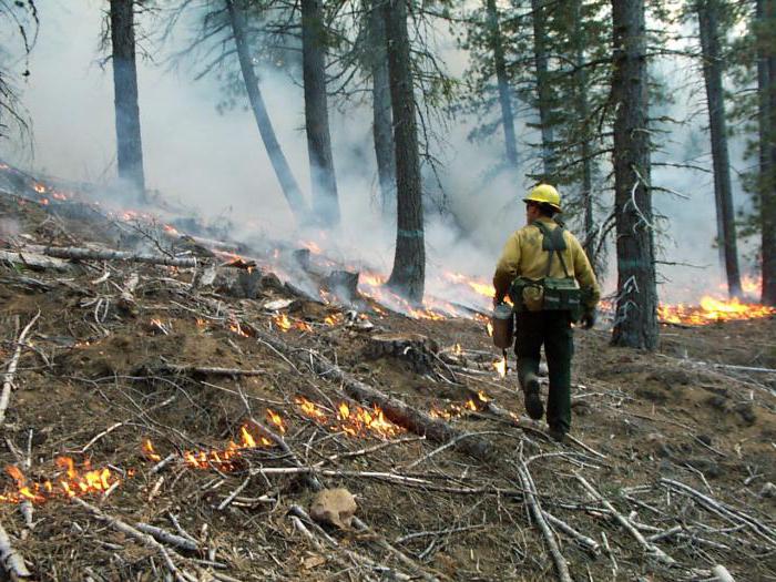 каковы причины лесных пожаров