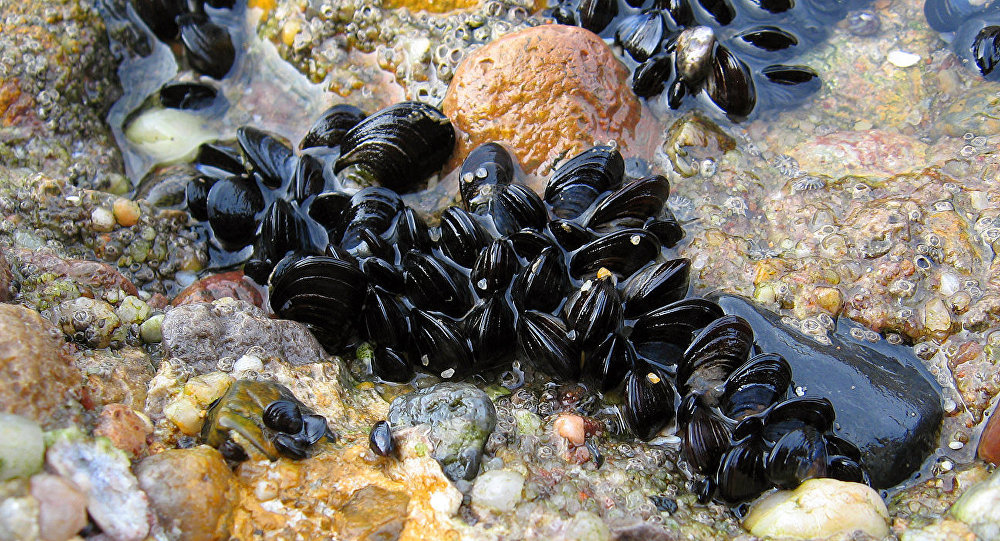 Wild mussels in the sea