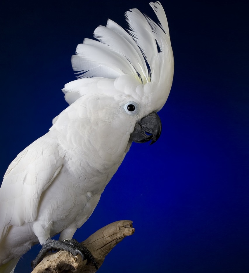 К чему снится белый попугай?