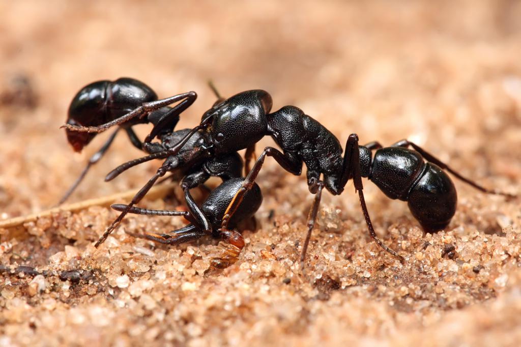 К чему снится много муравьев?