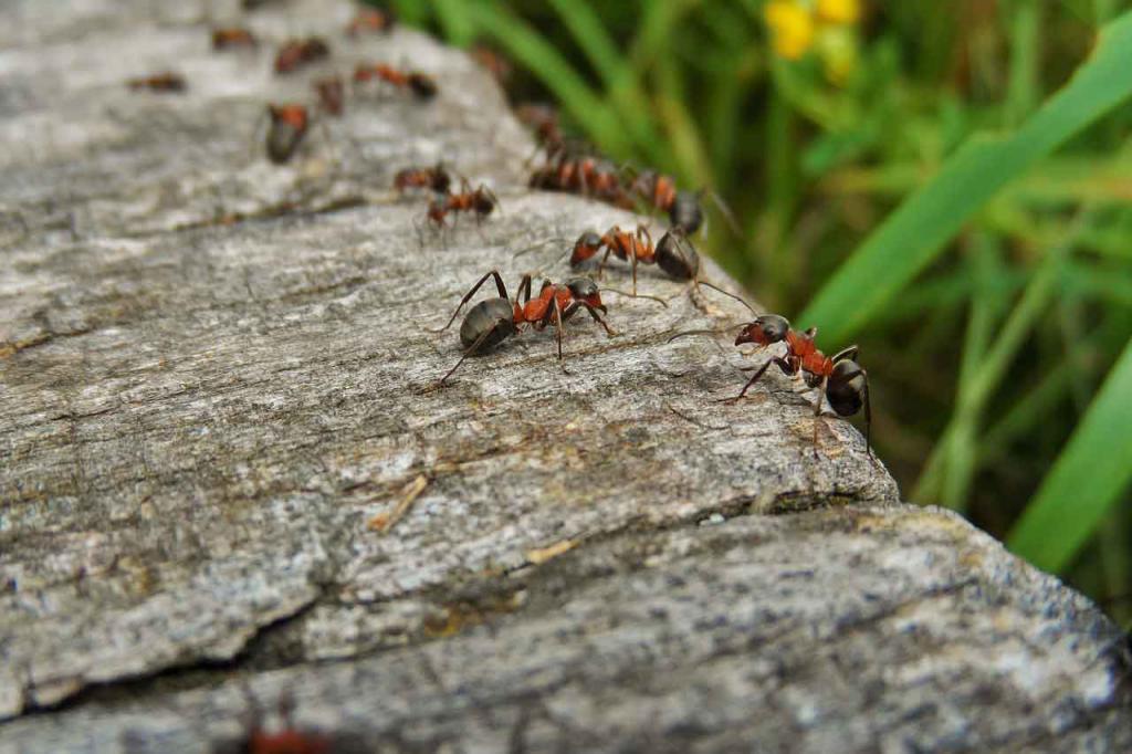 Что значит, если снится очень много муравьев?
