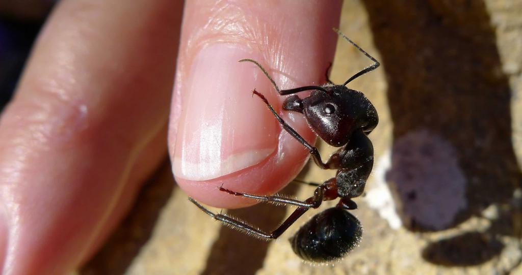 Что значит, если во сне муравей ползал по телу?