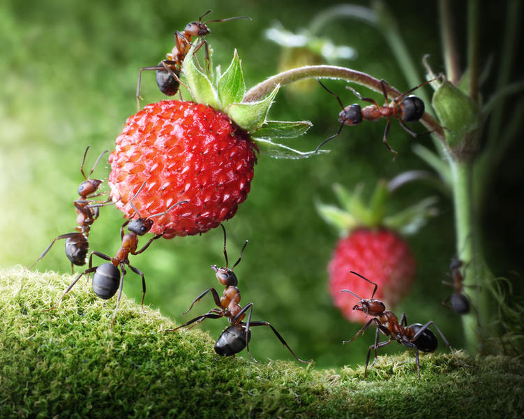 Чего ждать наяву, если приснились муравьи?