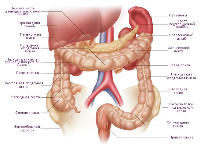 what is in the right hypochondrium in humans