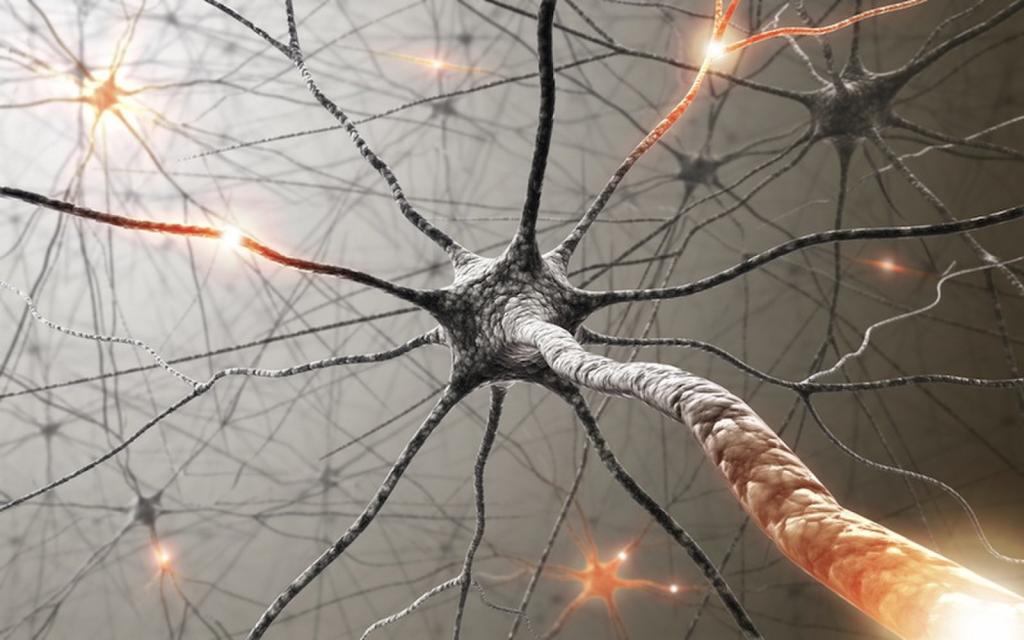 понятие нейроэндокринной системы