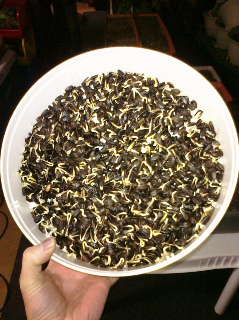 the benefits of germinated sunflower seeds