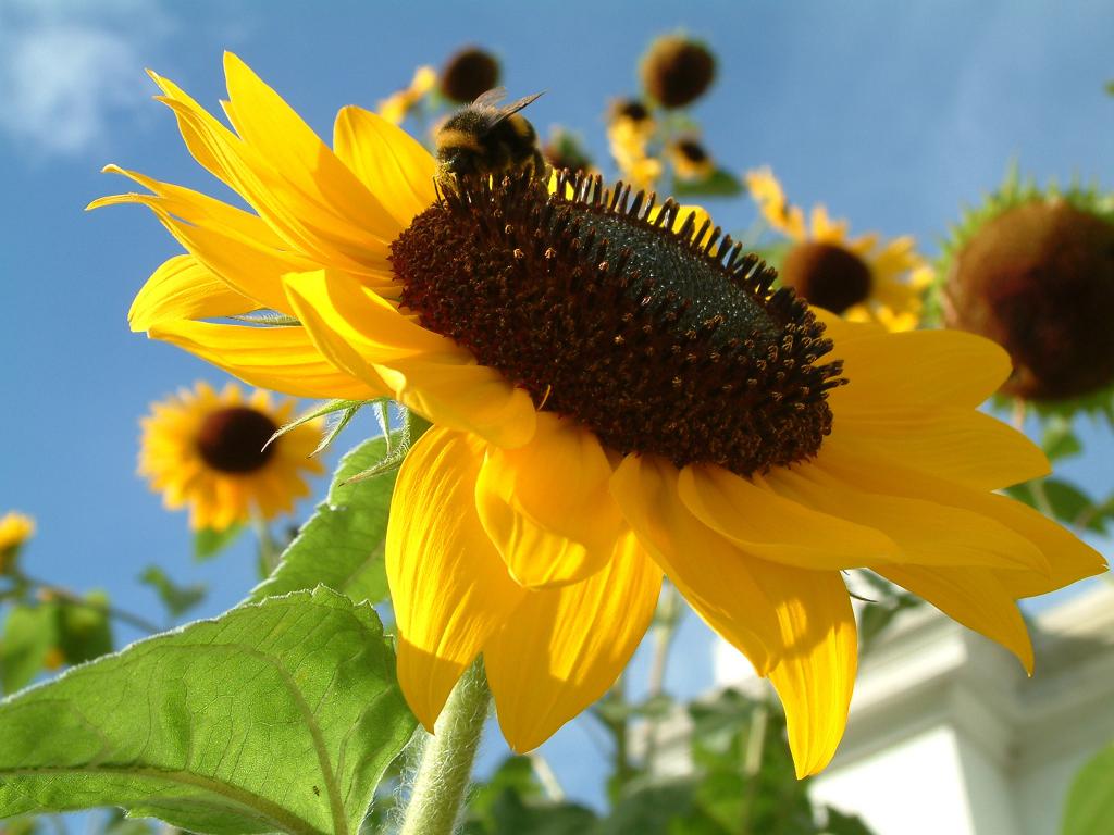what are the benefits of germinated sunflower seeds
