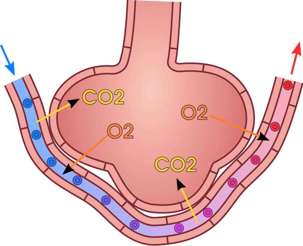 in which vessels gas exchange occurs