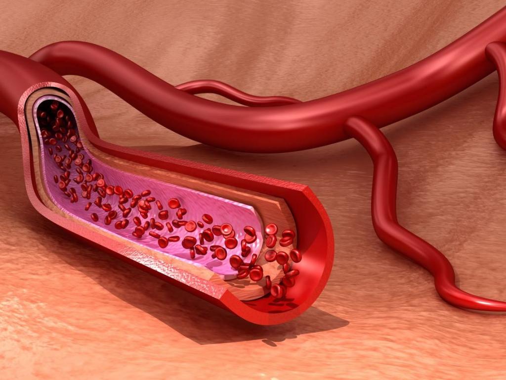 Кровеносные сосуды фото