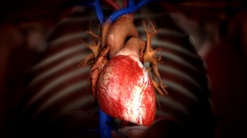 функции клапанов сердца 