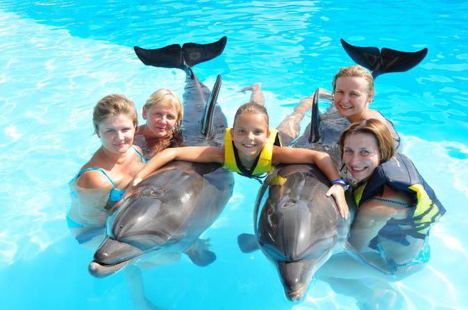 swim with dolphins in moscow vdnh