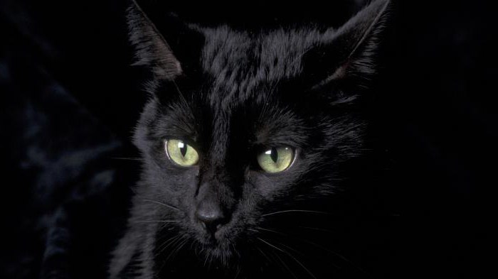 the name of the breed of black cats