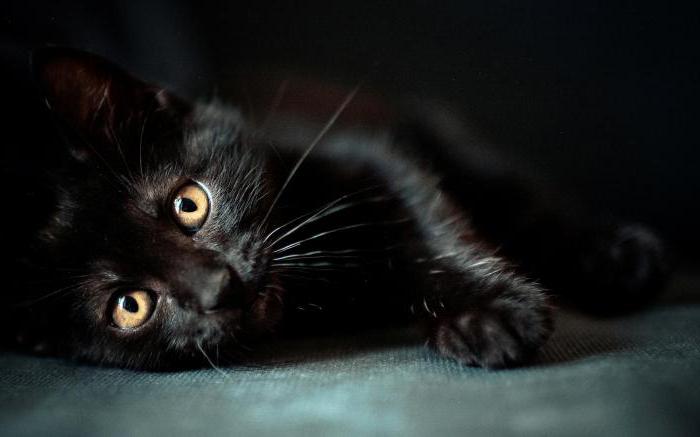 black cat