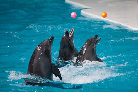 dolphinarium in sormovsky park reviews