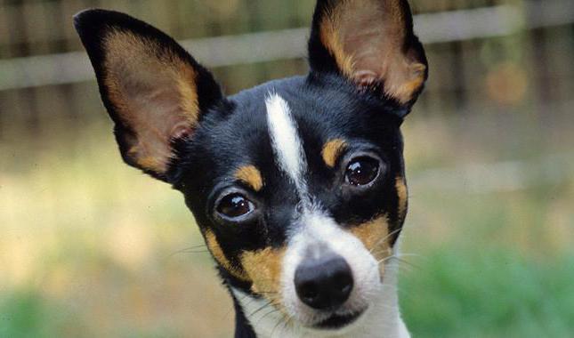 dog breed american toy fox terrier description size price