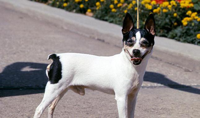 Toy Fox Terrier breed