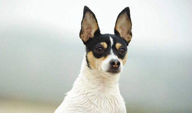 toy fox terrier