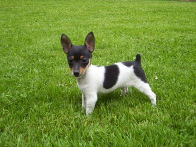 american toy fox terrier