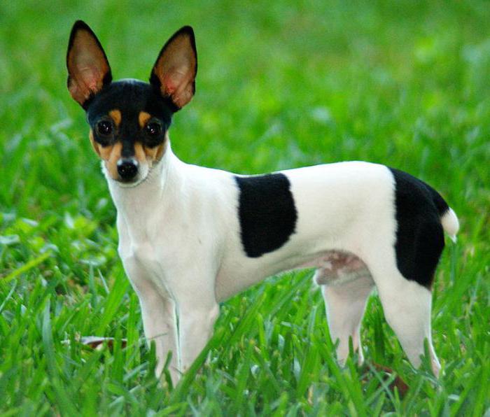 dog breed american toy fox terrier