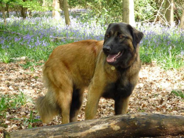 portuguese mountain shepherd