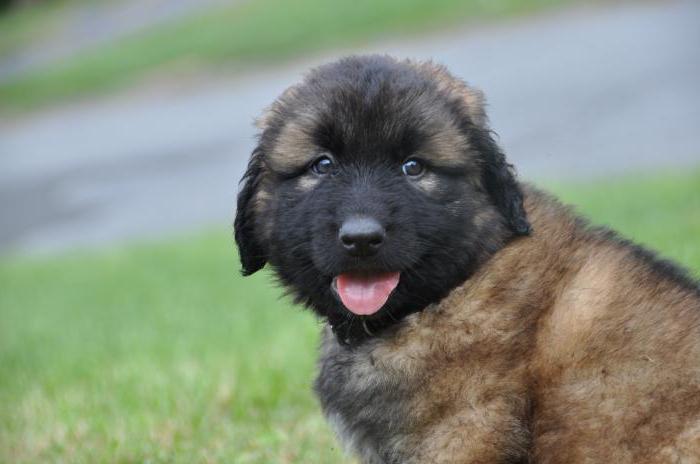 estrel shepherd puppies