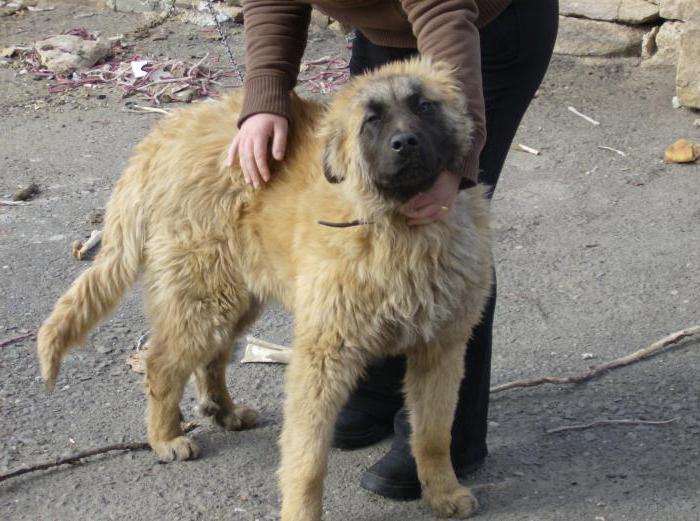 Estrel Shepherd Dog Breed Description