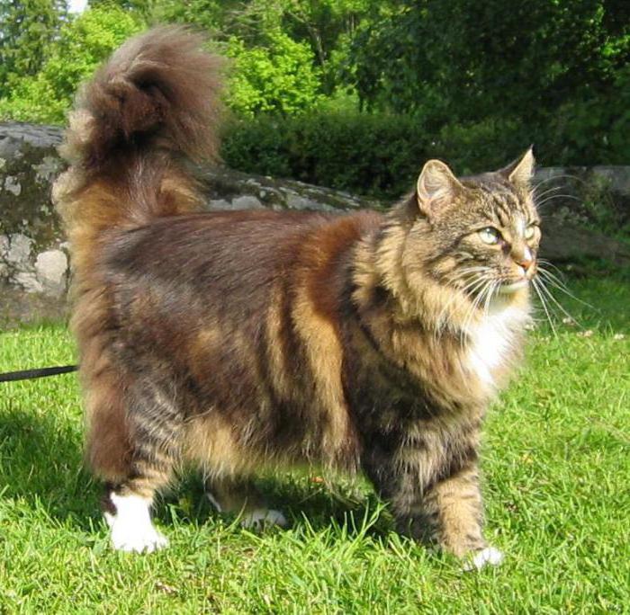  кошки породы британец длинношерстный