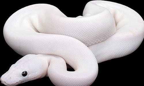 сонник белая змея