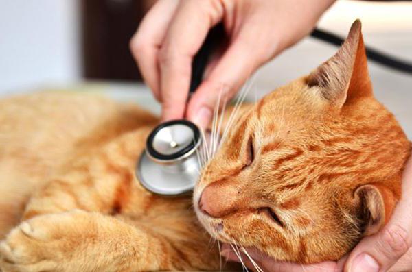 гепатит у кошек симптомы
