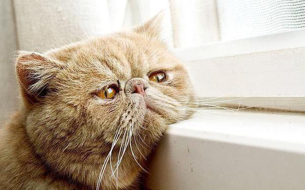 Лечение гепатита у котов. Гепатит у кошек: симптомы и лечение. Возможно ли инфицирование человека кошачьим гепатитом