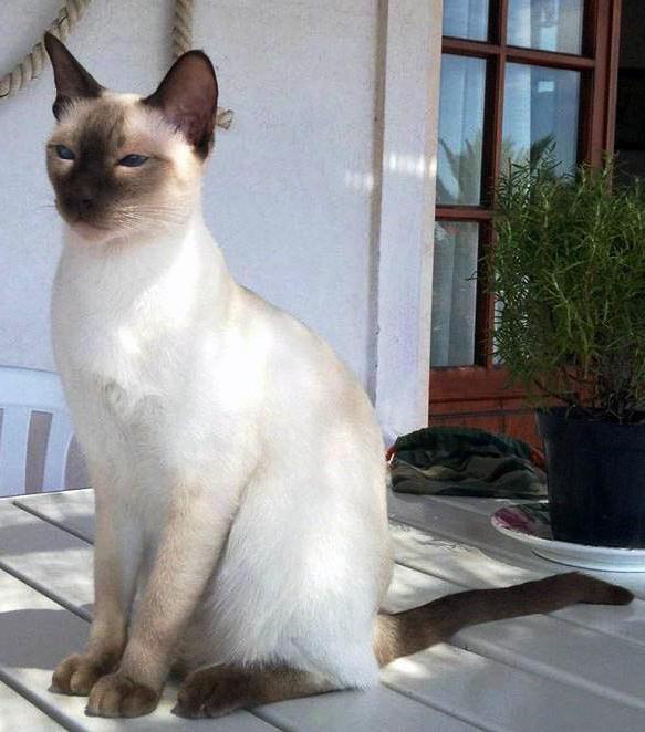 cat breed similar to Siamese photo