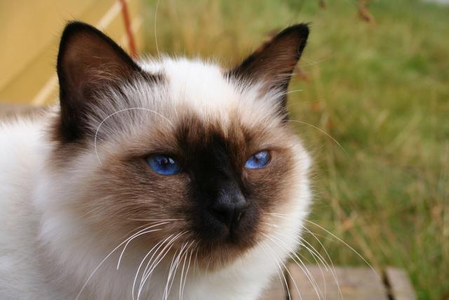 cat breed similar to Siamese longhair