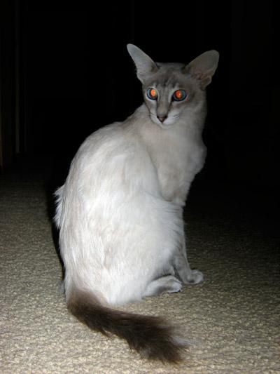 cat breed similar to Siamese description