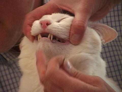 Как открыть рот кошке. Таблетку кошке в пасть. Как дать таблетку кошке.